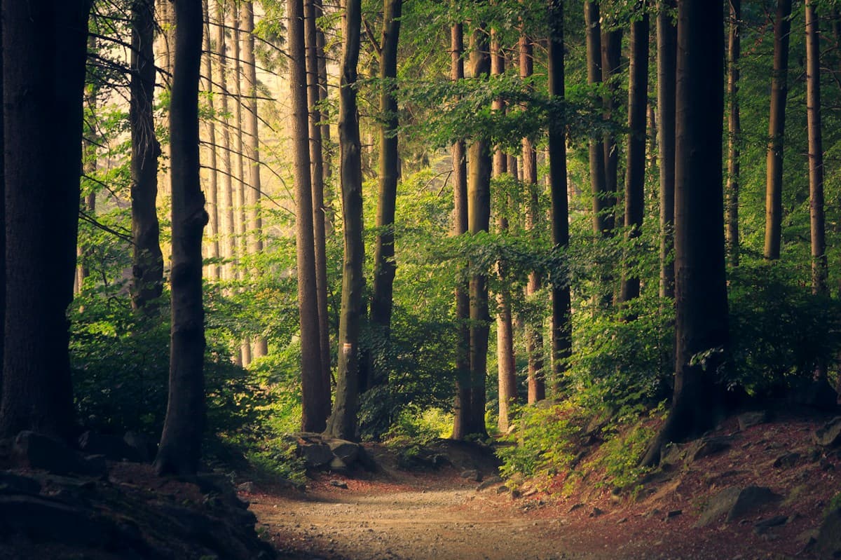 Sunlight in a green forest — illustrative stock photograph