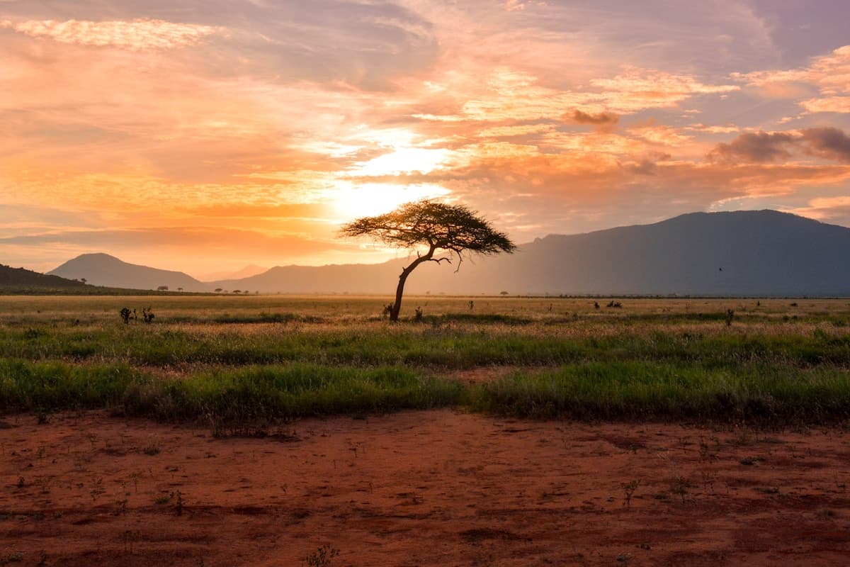 African wildlife scenery — illustrative stock photograph